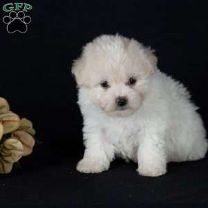 Tina (Mini), Bichon Frise Puppy
